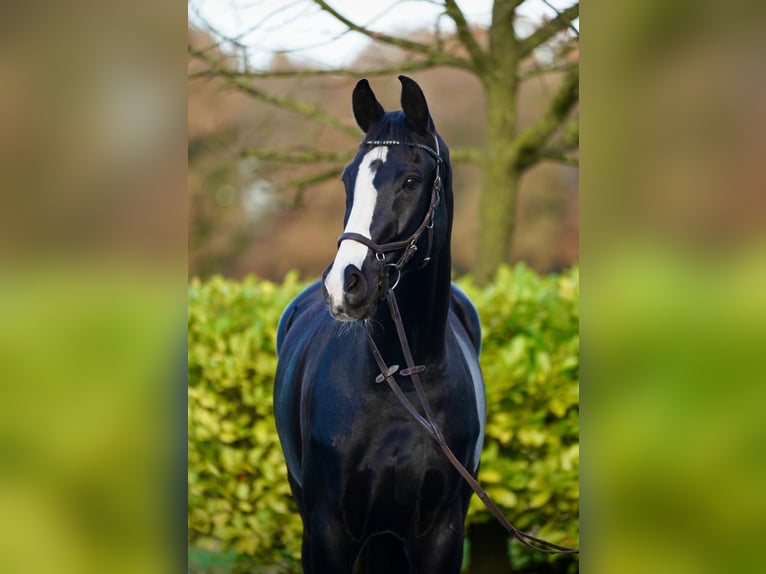 Hanovrien Hongre 13 Ans 176 cm Noir in Rietberg