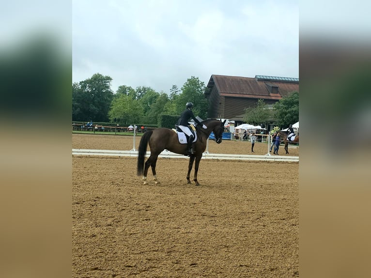Hanovrien Hongre 13 Ans 178 cm Alezan brûlé in Zolling