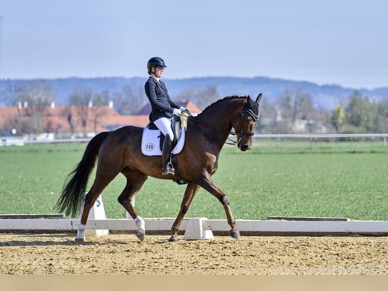 Hanovrien Hongre 13 Ans 178 cm Alezan brûlé in Zolling