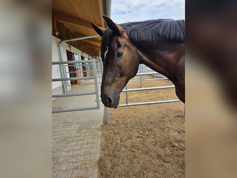 Hanovrien Hongre 13 Ans 178 cm Alezan brûlé in Zolling