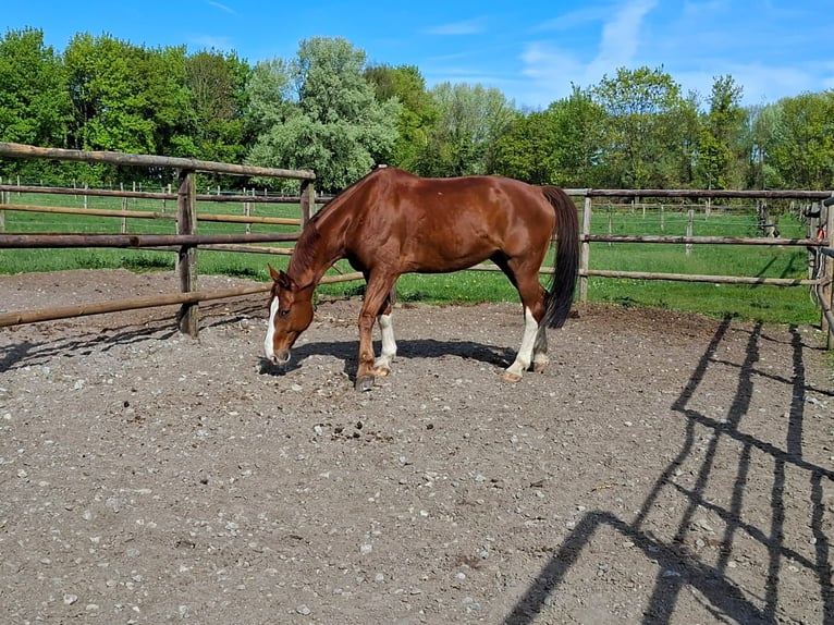 Hanovrien Hongre 13 Ans 178 cm Alezan in Wülfrath