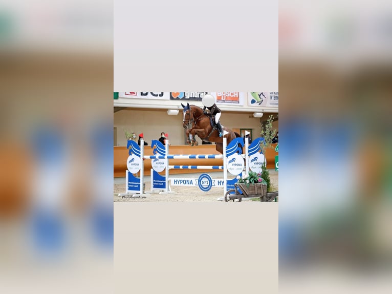 Hanovrien Hongre 13 Ans 180 cm Alezan brûlé in Dielsdorf