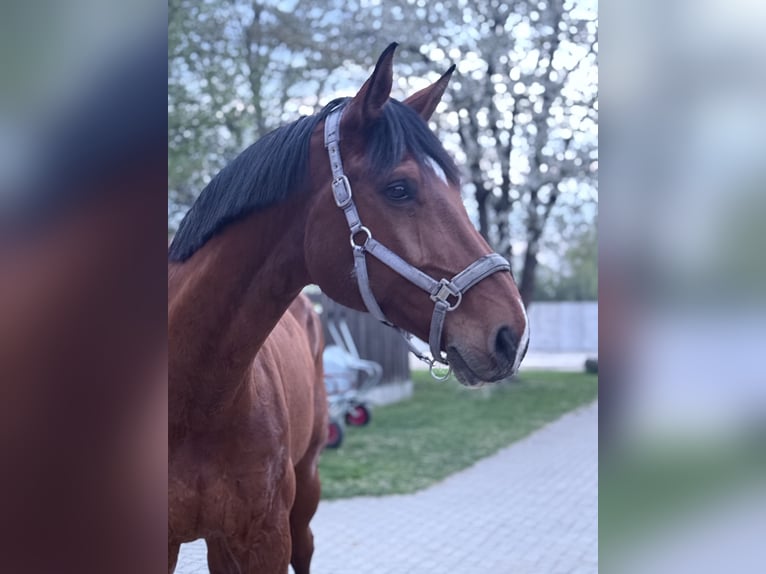 Hanovrien Hongre 13 Ans 183 cm Bai clair in Wolfenbüttel