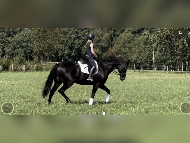 Hanovrien Hongre 13 Ans 183 cm Noir in Langwedel