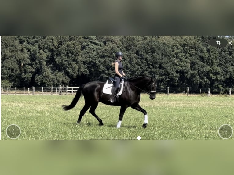 Hanovrien Hongre 13 Ans 183 cm Noir in Langwedel