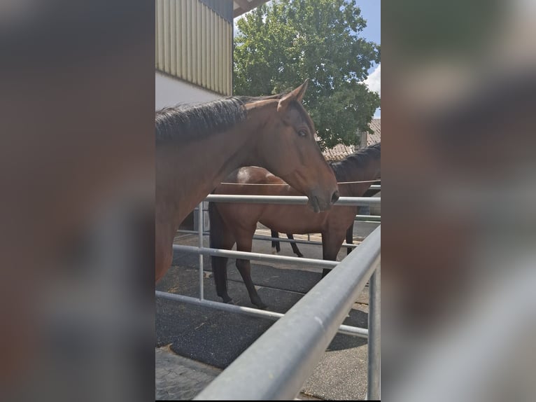 Hanovrien Hongre 13 Ans 184 cm Bai brun in Grafenrheinfeld