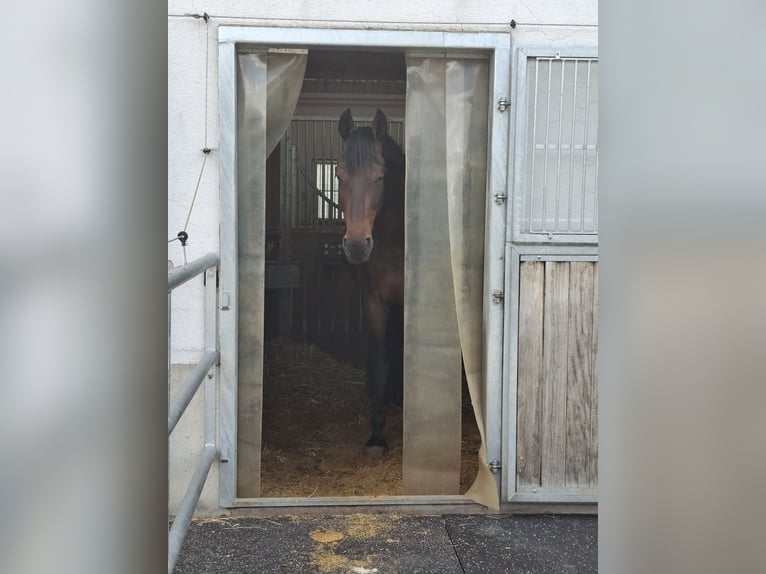 Hanovrien Hongre 13 Ans 184 cm Bai brun in Grafenrheinfeld