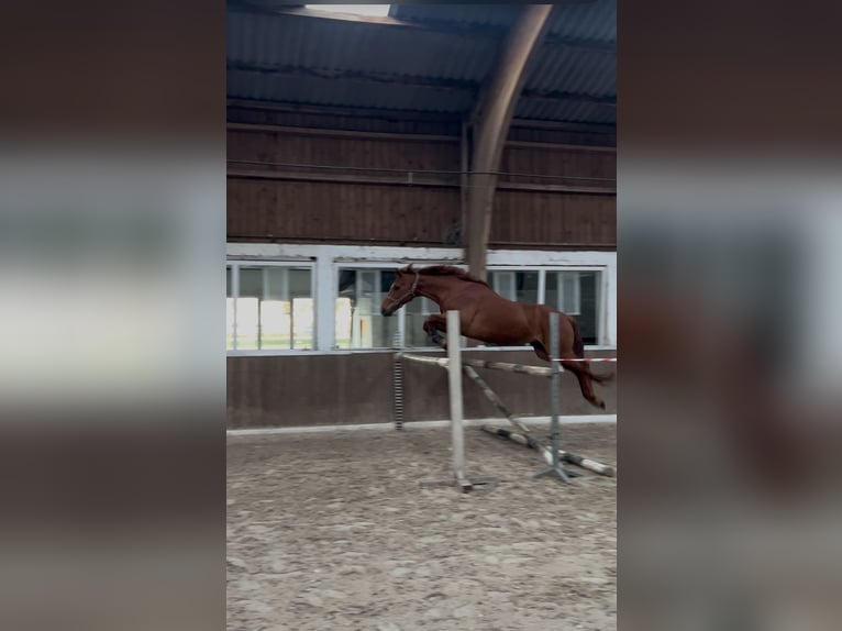 Hanovrien Hongre 14 Ans 156 cm Alezan brûlé in Werlte
