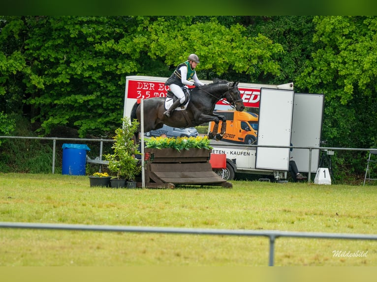Hanovrien Hongre 14 Ans 163 cm Bai in Wiefelstede