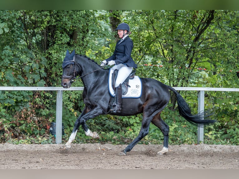 Hanovrien Hongre 14 Ans 163 cm Bai in Wiefelstede