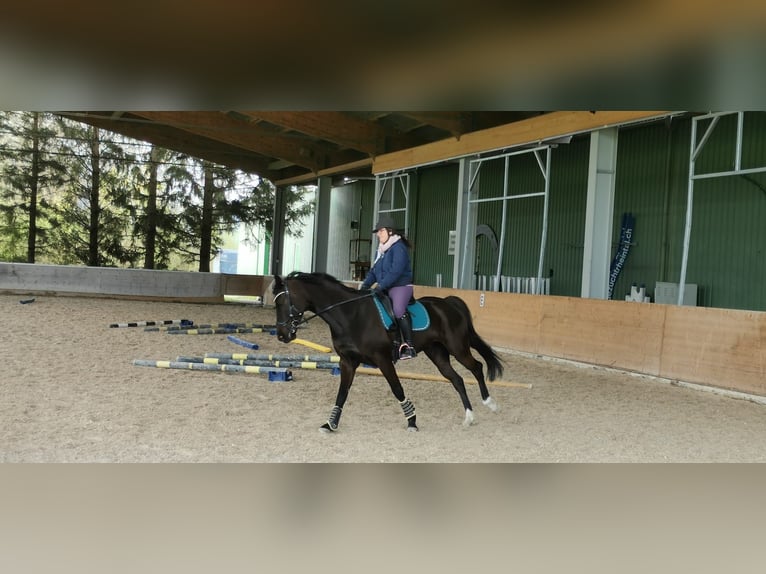 Hanovrien Hongre 14 Ans 165 cm Bai brun foncé in Au