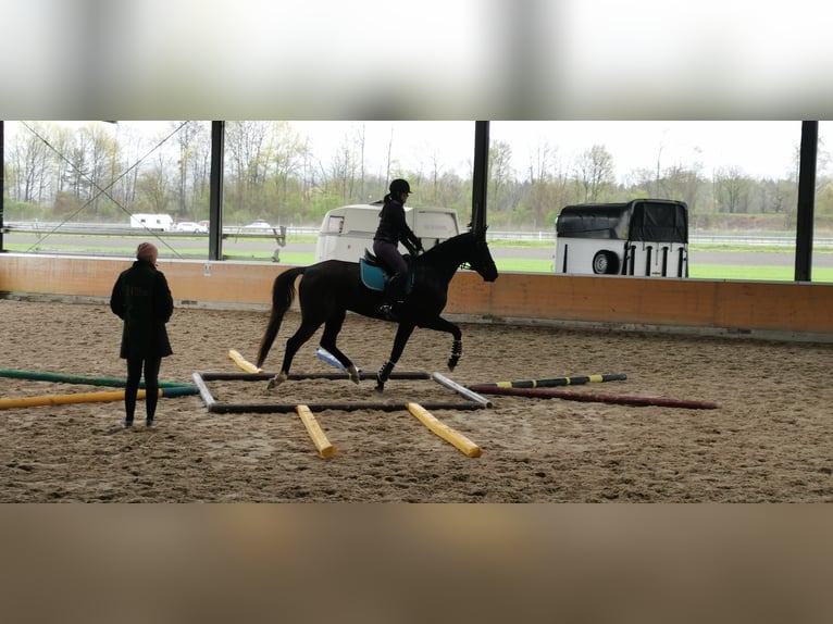 Hanovrien Hongre 14 Ans 165 cm Bai brun foncé in Au
