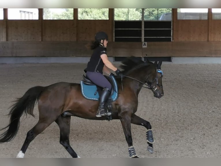 Hanovrien Hongre 14 Ans 165 cm Bai brun foncé in Au