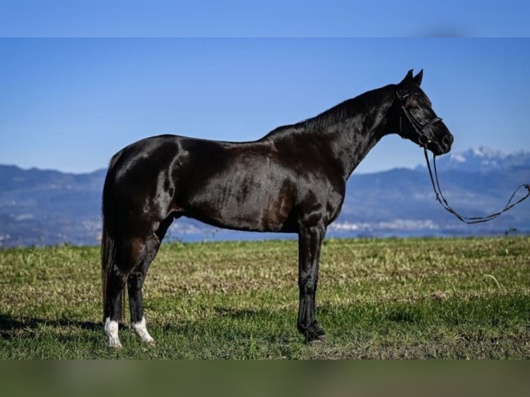 Hanovrien Hongre 14 Ans 165 cm Bai brun foncé in Au