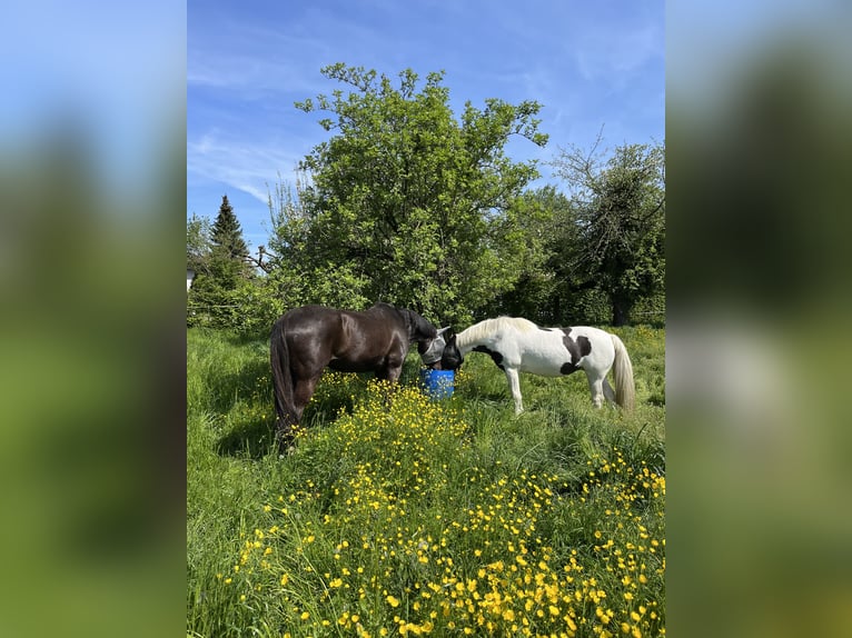 Hanovrien Hongre 14 Ans 165 cm Bai brun foncé in Au