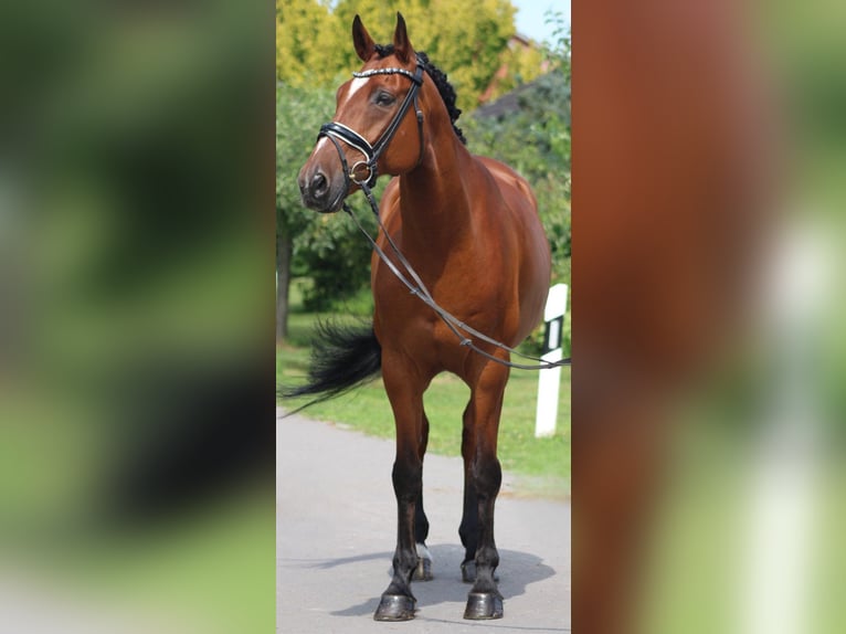 Hanovrien Hongre 14 Ans 166 cm Bai in Deinstedt