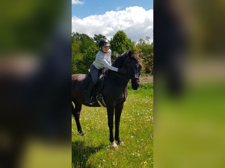 Hanovrien Hongre 14 Ans 166 cm Noir in WunstorfWunstorf