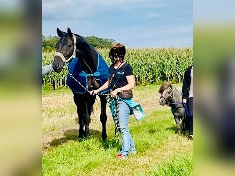 Hanovrien Hongre 14 Ans 166 cm Noir in WunstorfWunstorf