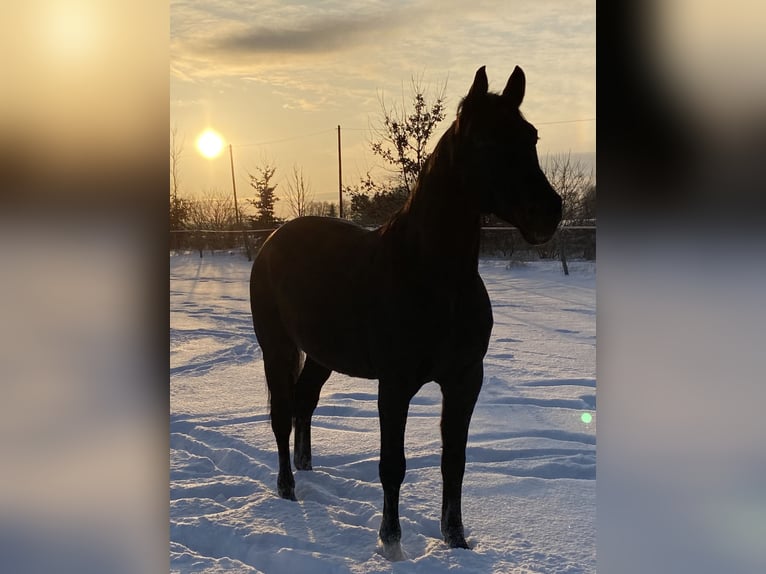 Hanovrien Hongre 14 Ans 166 cm Noir in WunstorfWunstorf