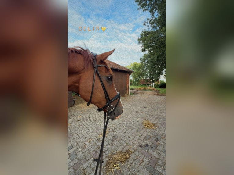 Hanovrien Hongre 14 Ans 168 cm Alezan in Uelsen