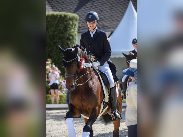 Hanovrien Hongre 14 Ans 168 cm Bai brun in Maxdorf