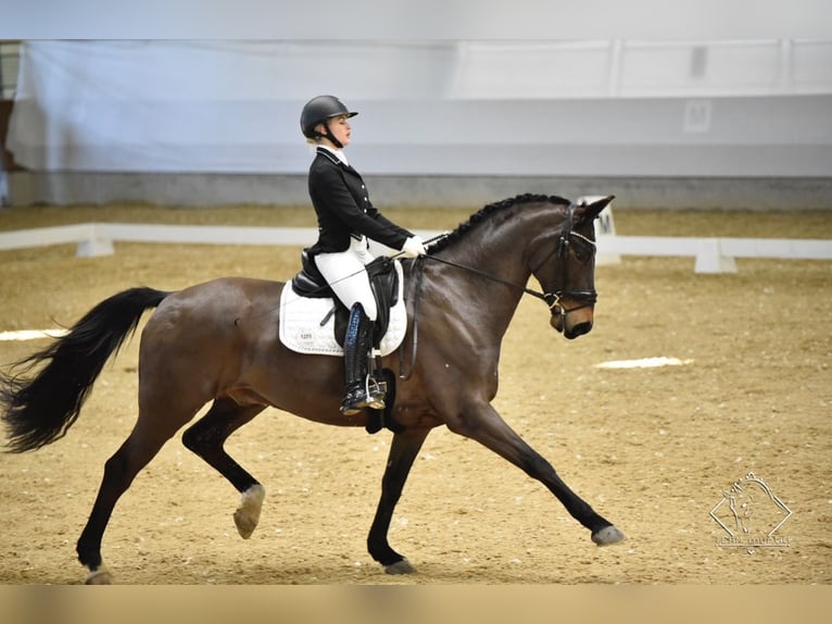 Hanovrien Hongre 14 Ans 168 cm Bai in Leithaprodersdorf