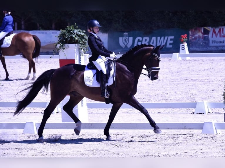 Hanovrien Hongre 14 Ans 168 cm Bai in Leithaprodersdorf