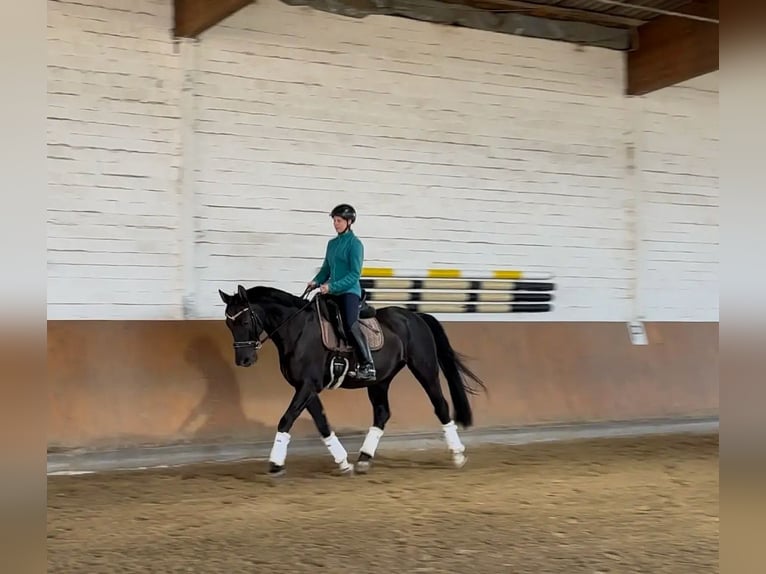 Hanovrien Hongre 14 Ans 168 cm Noir in Bad Nenndorf Bad Nenndorf
