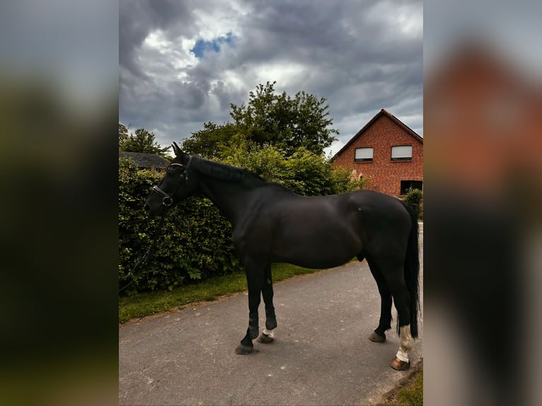 Hanovrien Hongre 14 Ans 168 cm Noir in Bad Nenndorf Bad Nenndorf