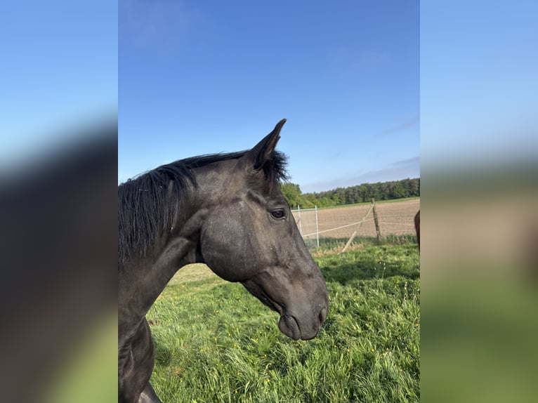 Hanovrien Hongre 14 Ans 168 cm Noir in Wesel