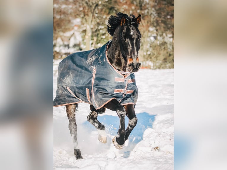 Hanovrien Hongre 14 Ans 169 cm Bai brun in Horn-Bad Meinberg