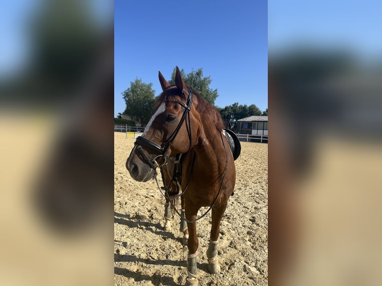 Hanovrien Hongre 14 Ans 170 cm Alezan in Lindlar