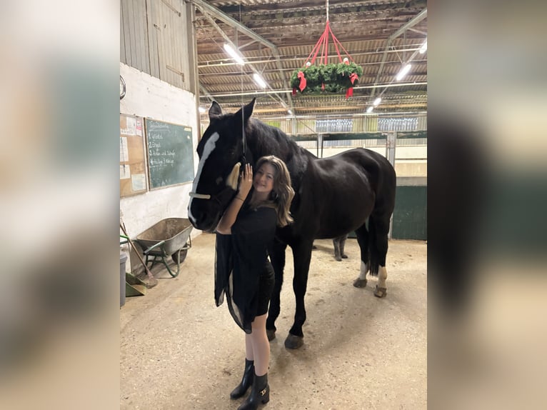 Hanovrien Hongre 14 Ans 170 cm Bai brun in Winsen (Aller)