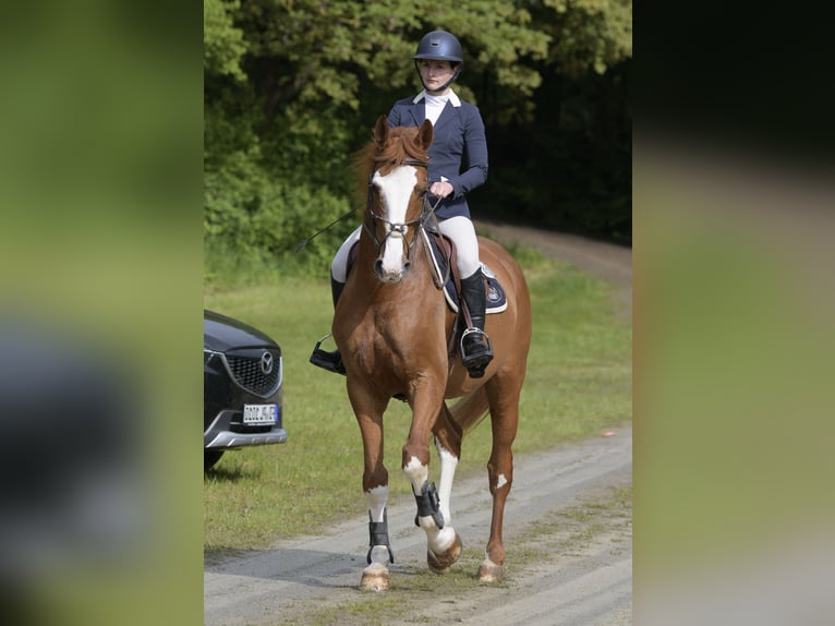 Hanovrien Hongre 14 Ans 172 cm Alezan in Eiterfeld