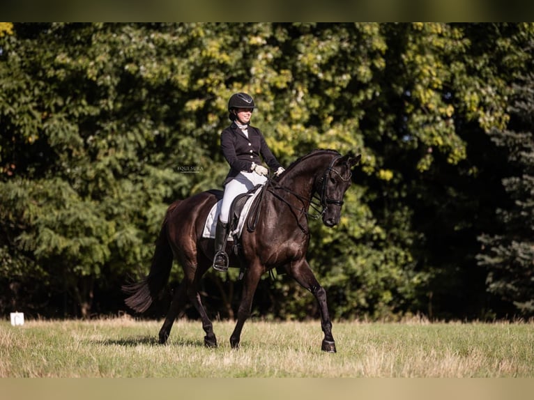 Hanovrien Hongre 14 Ans 172 cm Noir in Herselt Hanovrien Hongre 14 Ans 172 cm Noir in Herselt