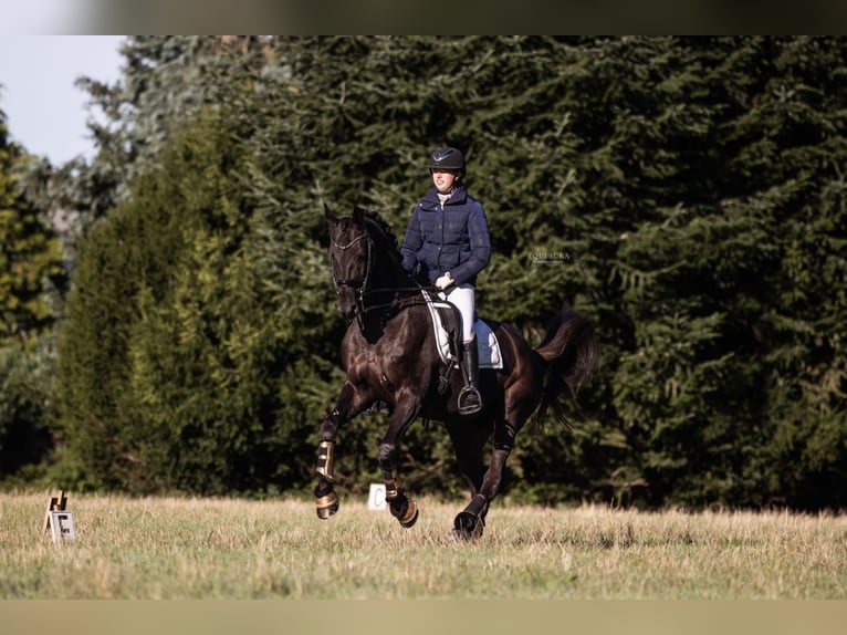 Hanovrien Hongre 14 Ans 172 cm Noir in Herselt Hanovrien Hongre 14 Ans 172 cm Noir in Herselt