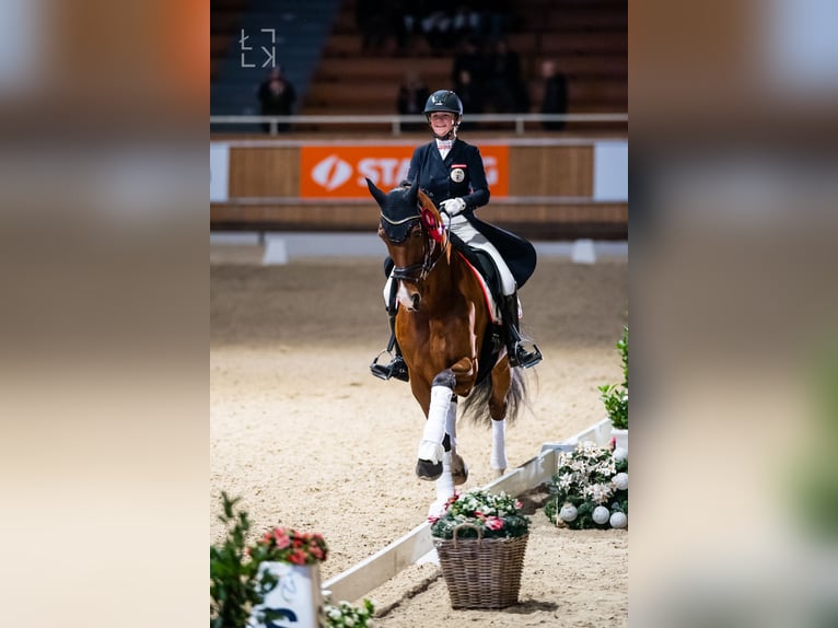 Hanovrien Hongre 14 Ans 173 cm Bai in Traiskirchen