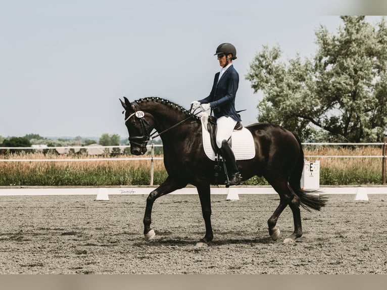 Hanovrien Hongre 14 Ans 173 cm Noir in Boulder, CO