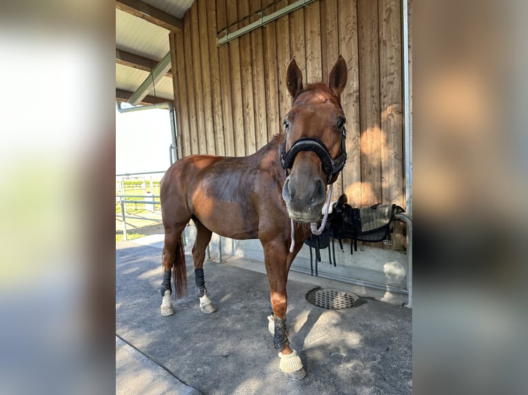 Hanovrien Hongre 14 Ans 174 cm Alezan in Küsnacht ZH