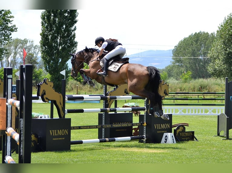 Hanovrien Hongre 14 Ans 174 cm Bai brun in Borges Del Camp, Les