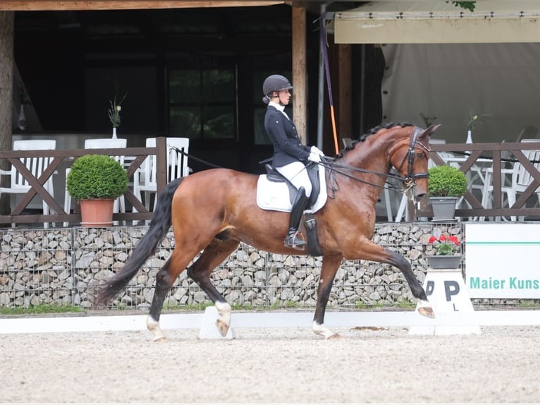 Hanovrien Hongre 14 Ans 174 cm Bai in Bad Dürrheim