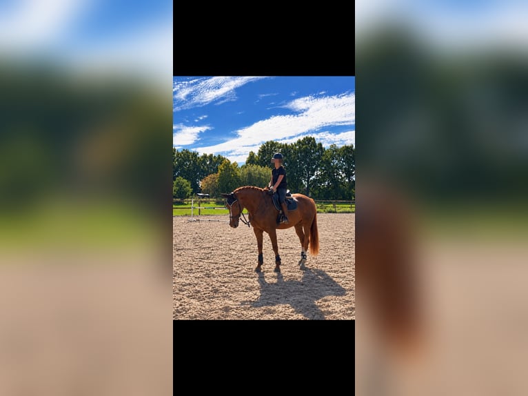 Hanovrien Hongre 14 Ans 175 cm Alezan in Spelle