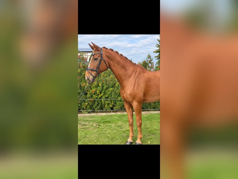 Hanovrien Hongre 14 Ans 175 cm Alezan in Spelle