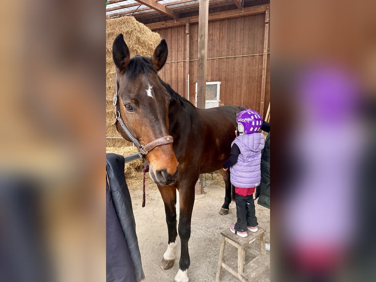 Hanovrien Hongre 14 Ans 175 cm Bai brun in Schaffhausen