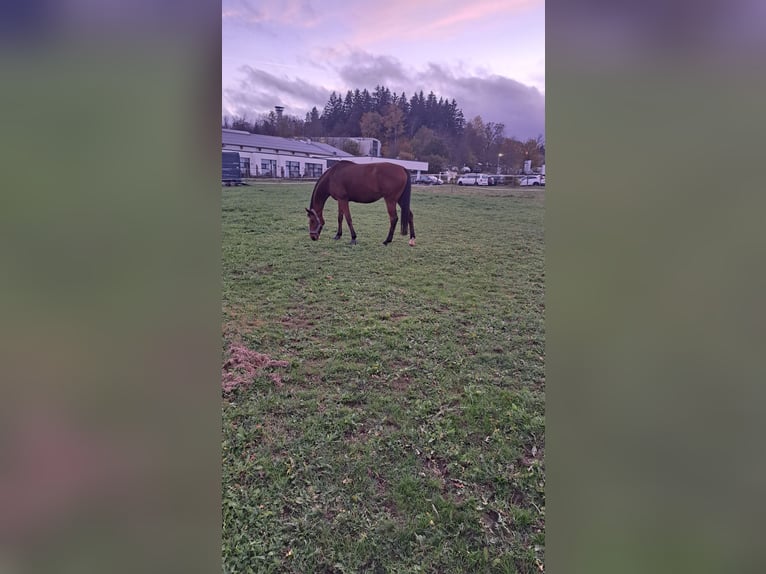 Hanovrien Hongre 14 Ans 175 cm Bai in Eibenstock