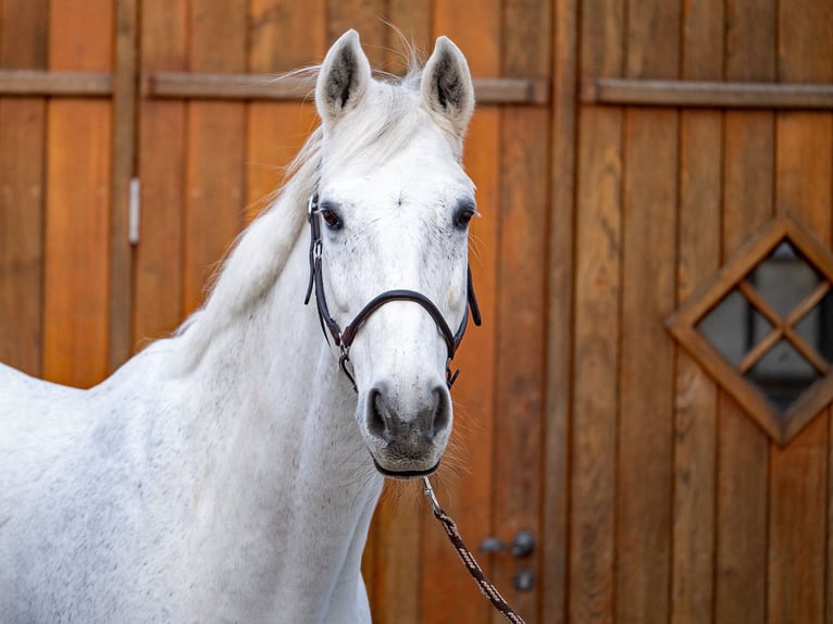 Hanovrien Hongre 14 Ans 175 cm Gris in Werne