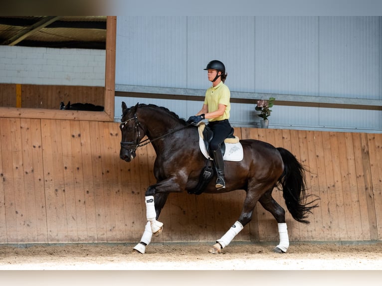Hanovrien Hongre 14 Ans 175 cm Noir in Ziemięcice