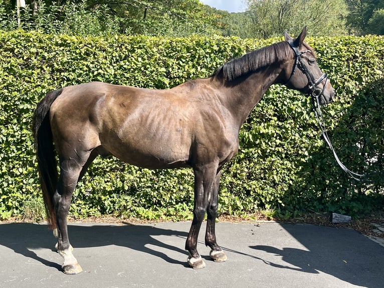 Hanovrien Hongre 14 Ans 176 cm Bai brun in Biedenkopf