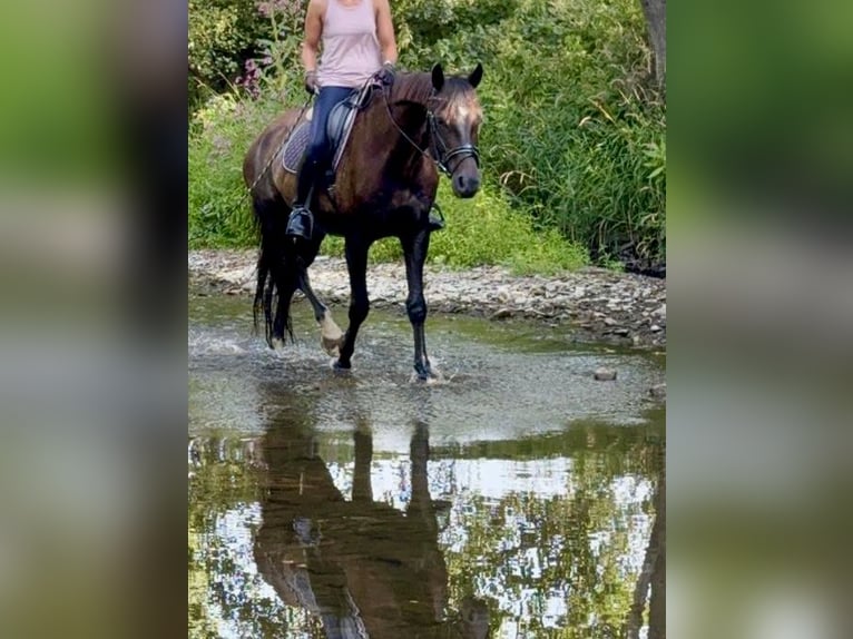 Hanovrien Hongre 14 Ans 176 cm Bai brun in Biedenkopf