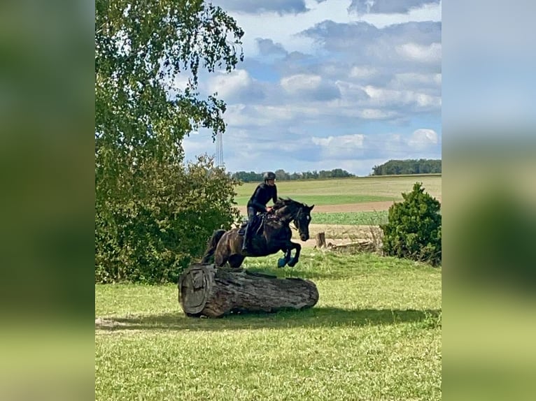 Hanovrien Hongre 14 Ans 176 cm Bai brun in Biedenkopf